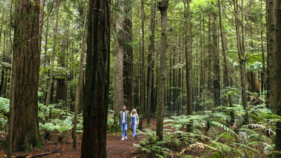 Rotorua, Bay of Plenty