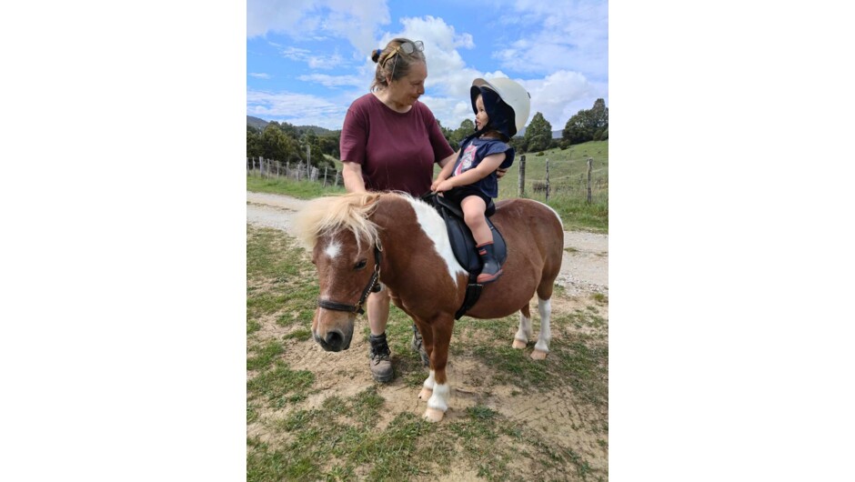Miniature pony rides for toddlers