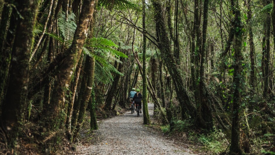 West Coast Wilderness Trail, cycling through forest