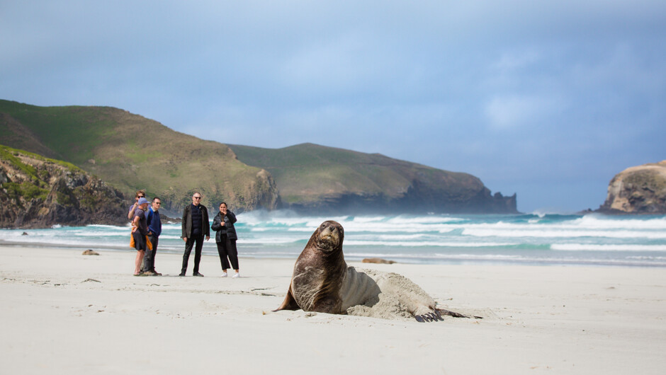 Wildlife Peninsula Encounter Tour in Otago, Sea Lion viewing