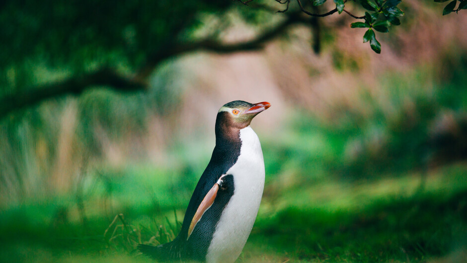 Wildlife Peninsula Encounter Tour in Otago, Yellow-eyed penguin in the bush