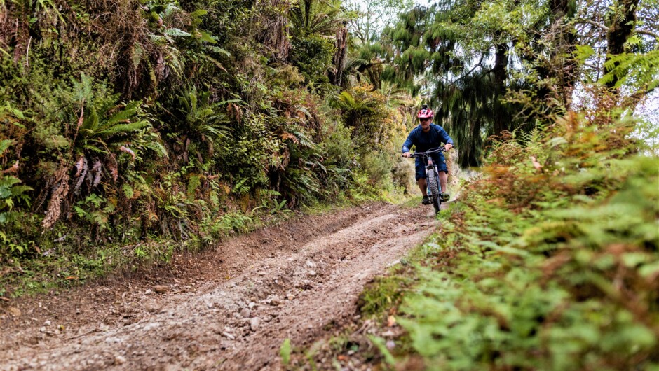 Off the beaten track through native forest