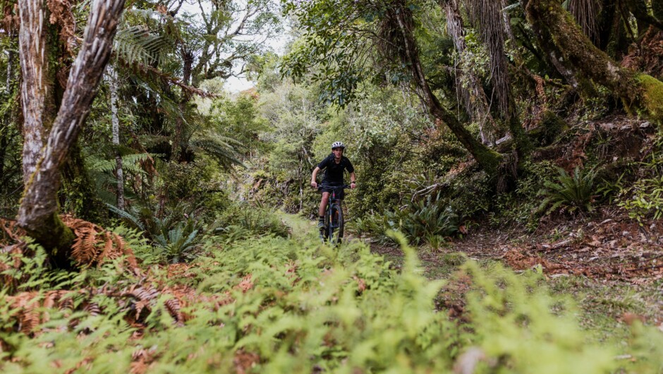 Epic bush and scenery