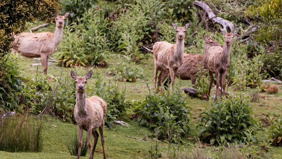 Locals come to say hello