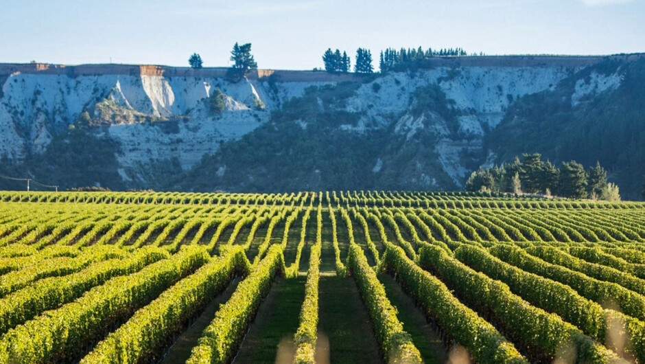 Church Road Vineyard, Hawkes Bay