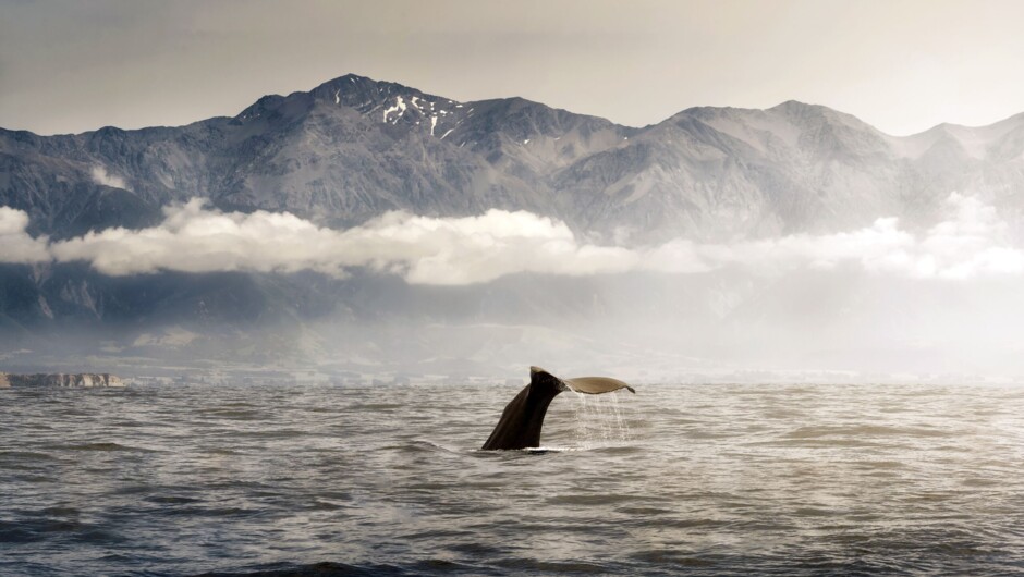 Whale watching, Kaikōura