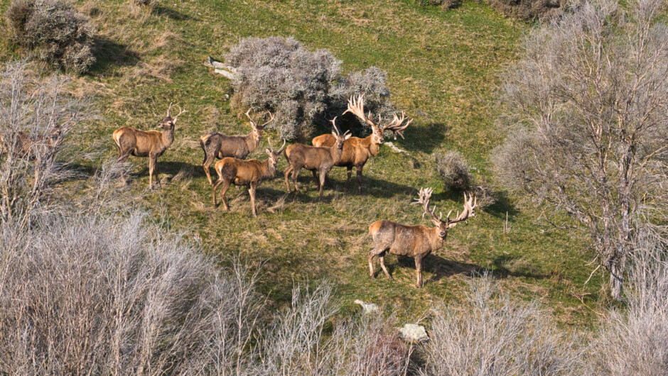 Red Stags