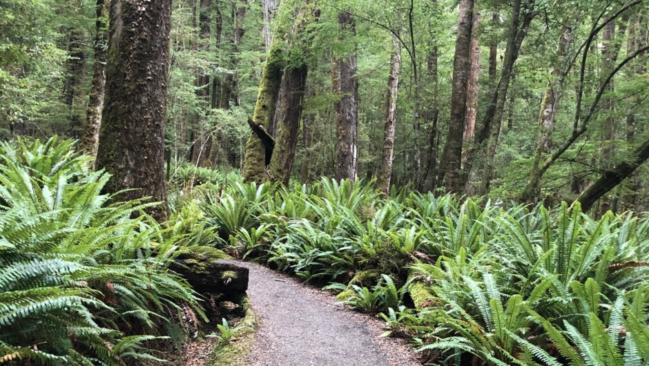 Lush Fiordland bush on the Kepler Track.