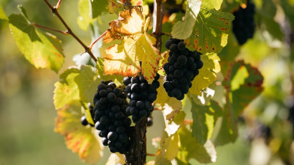 Discover the grape at the heart of our region that has led to World's Best Pinot Noir Award - four times over