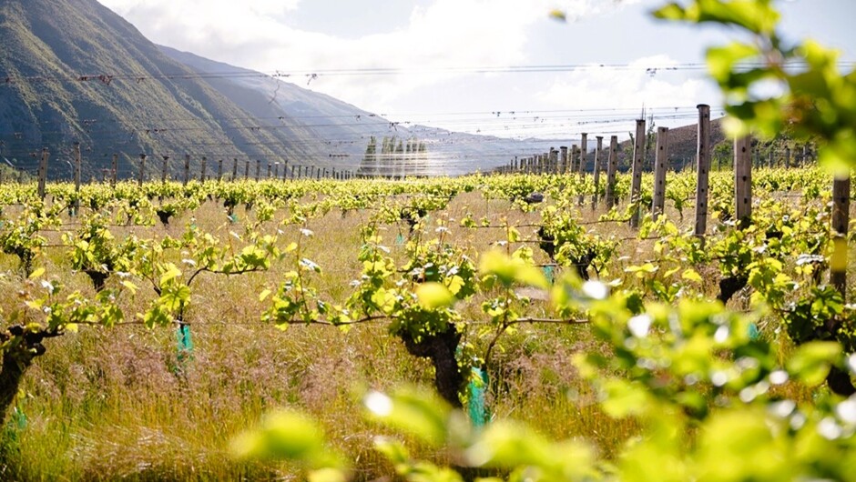 Vines, wines, and time, with the regions original narrators of the Queenstown Wine Trail story, that began in 1992. We look forward to sharing our world with you.