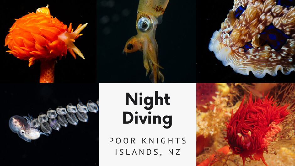 Night Diving at the Poor Knights Islands.  You never know what you'll see - big and small.