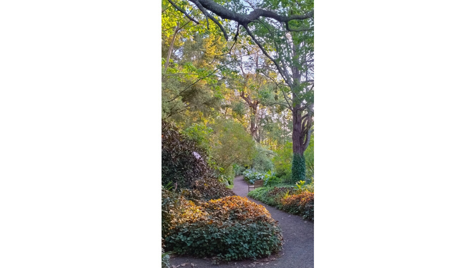 View towards Camphor Laurel