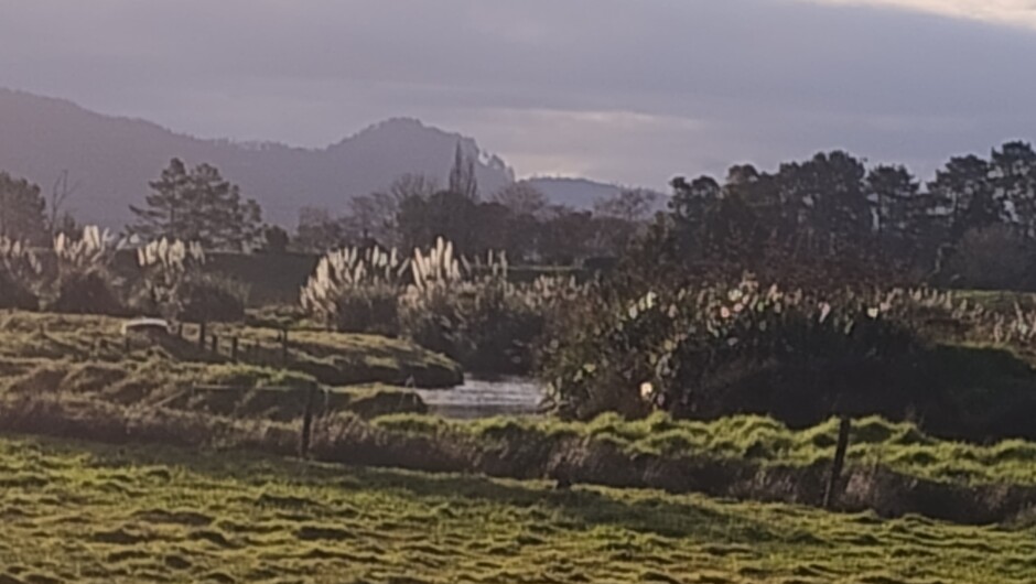 Wetlands walk looking towards Kaimai and Wahi