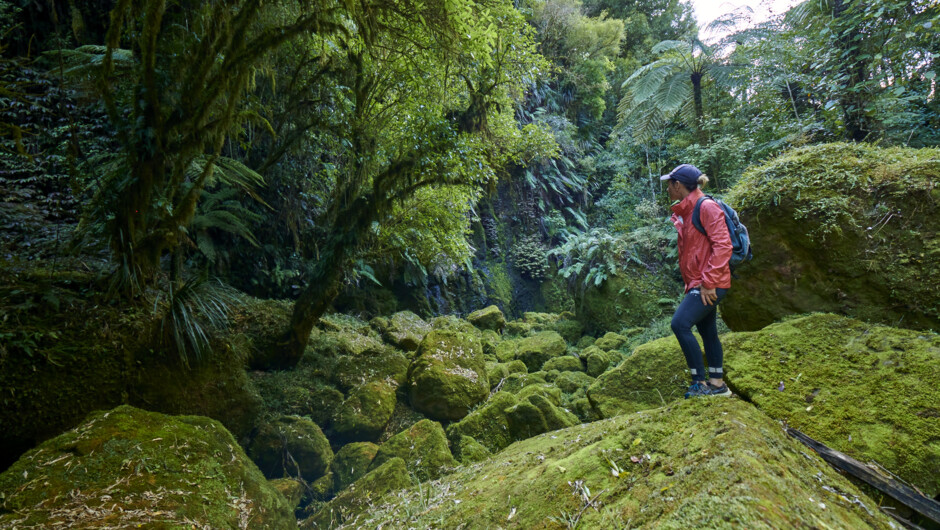 Explore natural, raw, untouched private forests at your own pace.