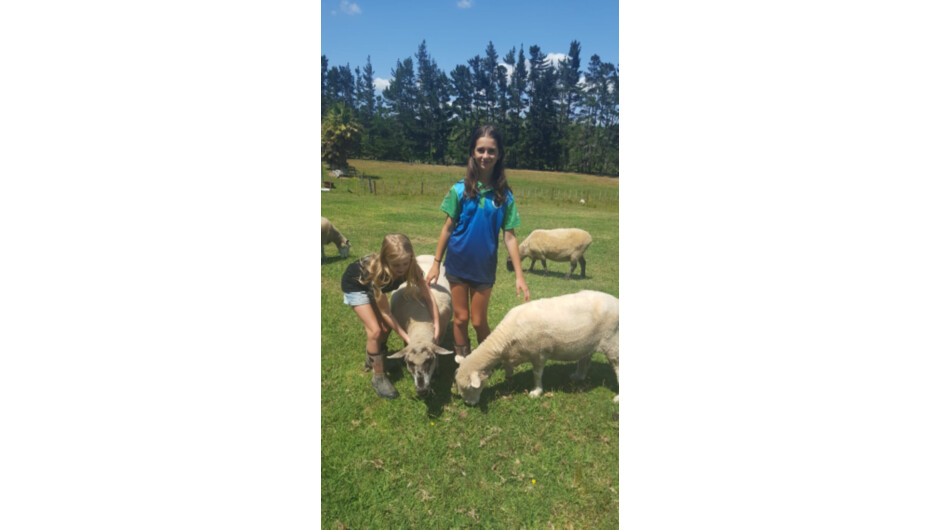 Enjoy feeding the animals after the Sheep shearing show.