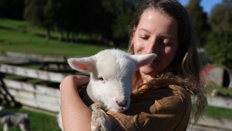 Pick up and cuddle the lambs