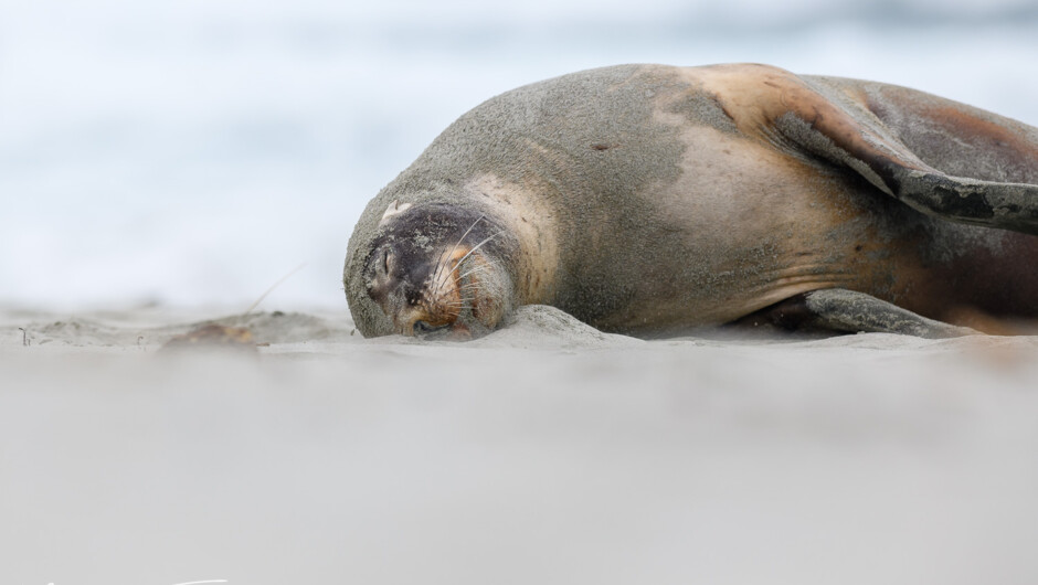 Sealion, Dunedin Peninsula