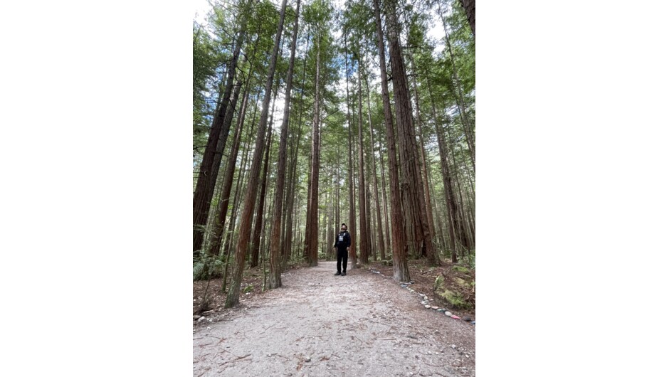 Rotorua's Redwood Forest