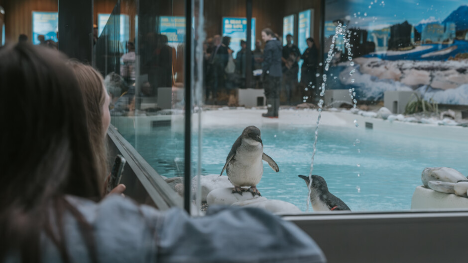 Get this close to our Ambassador Penguins - photos and films welcomed