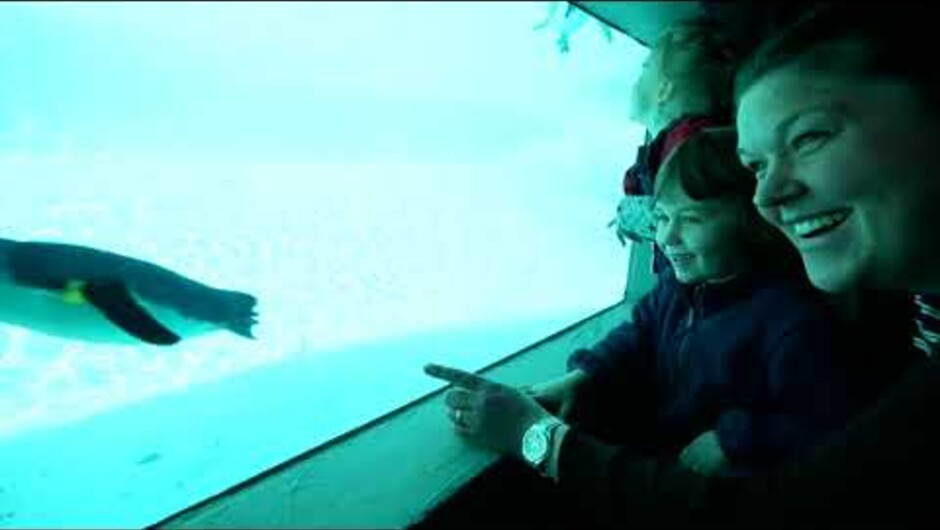 See Live Ambassador Penguins at the West Coast Wildlife Centre in Franz Josef