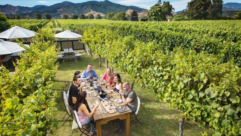 Wine tour in Marlborough