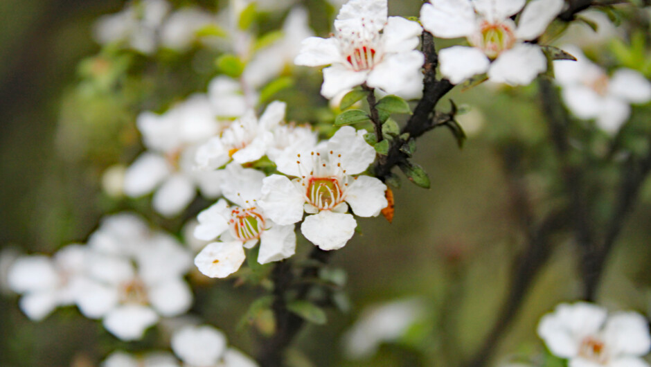 Walk through Manuka groves, famous for their honey