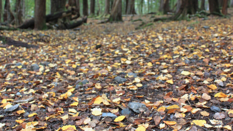 Native beech forest with leaves on the forest floor