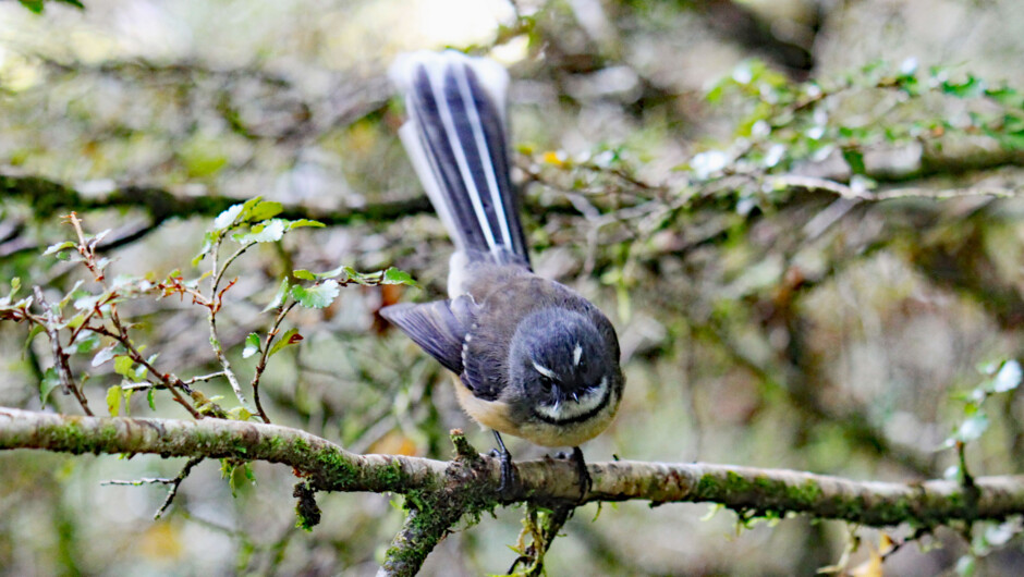 Beech forest where fantails sing