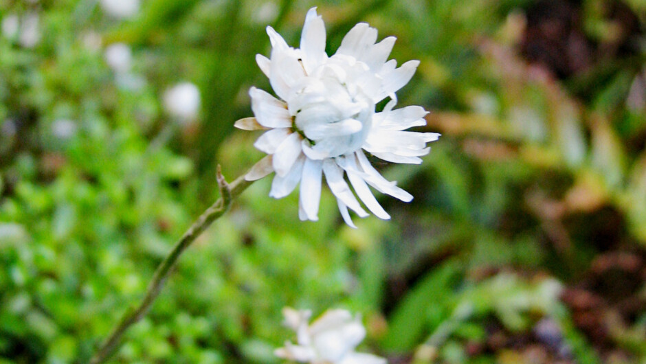 Forest flowers on the side of the mountain trail