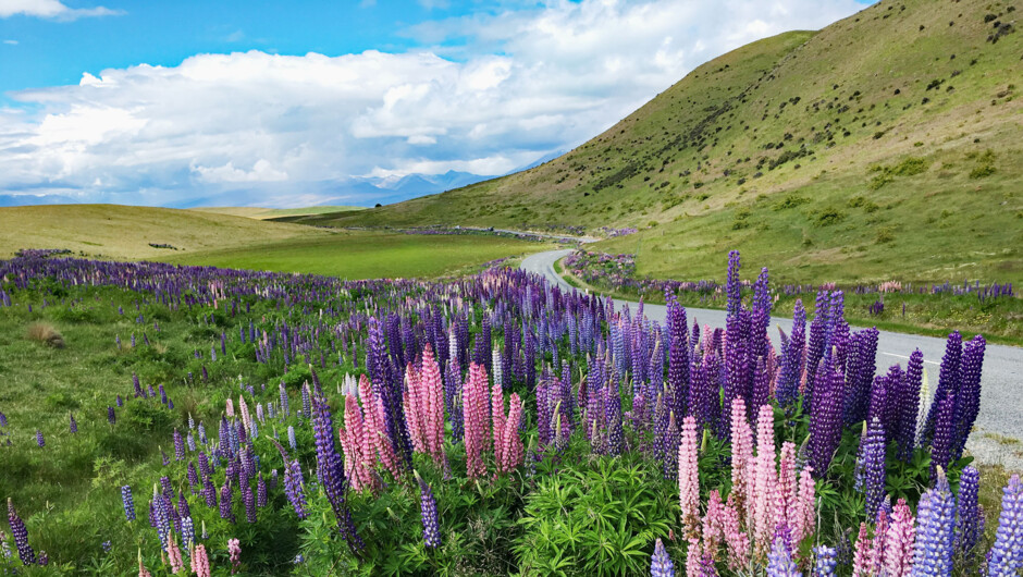 Lupins are full on flowering in November to early January