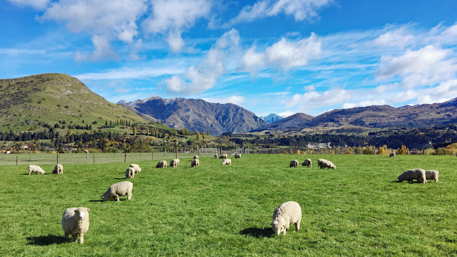 Iconic New Zealand Scenery