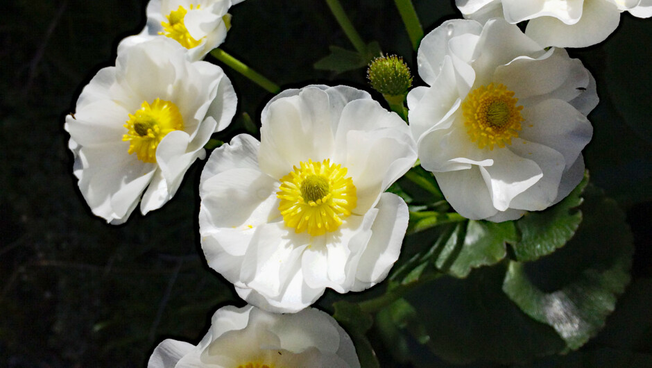 Largest buttercup in the world - Mount Cook Lilies