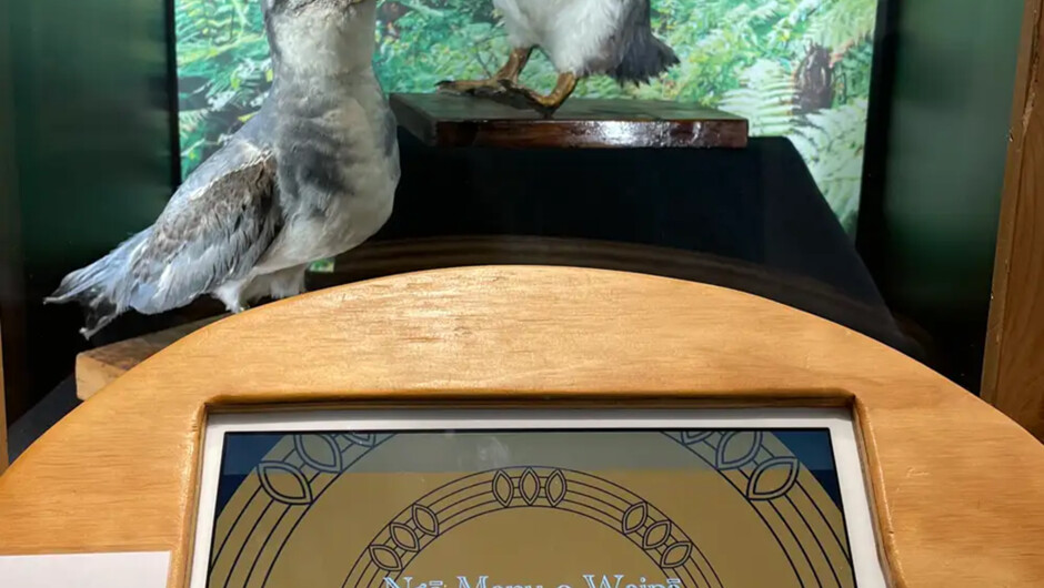 Explore the Curioseum!