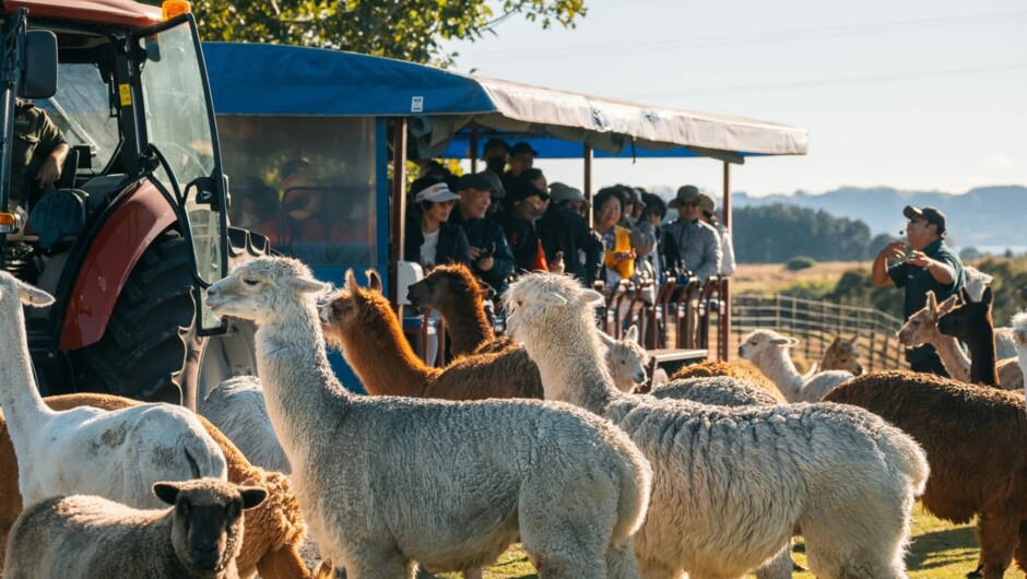 登上全天候，全地形的观光牧场拖拉机进行一个小时的
纯净新西兰牧场之旅。