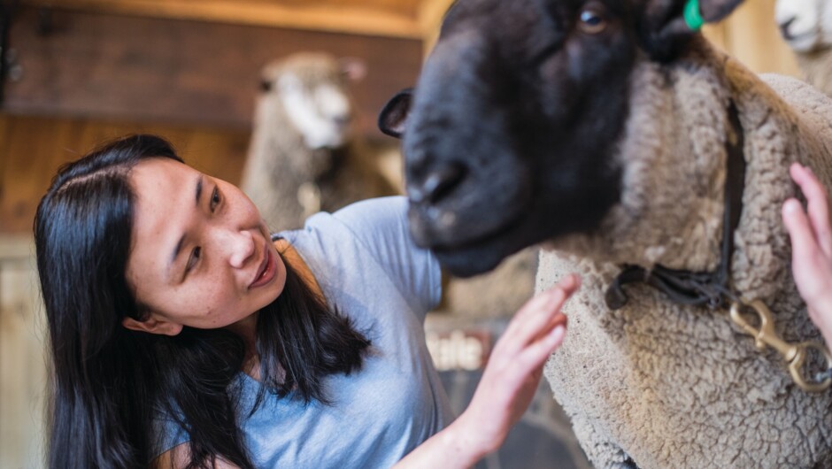 游客还有机会在绵羊秀隔壁的农场托儿所与各种各样的
动物宝宝互动。农场托儿所全年开放，您可以近距离接触
甚至抱抱这些可爱的动物幼崽。