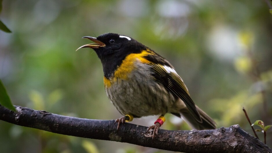 Stitchbird/Hihi