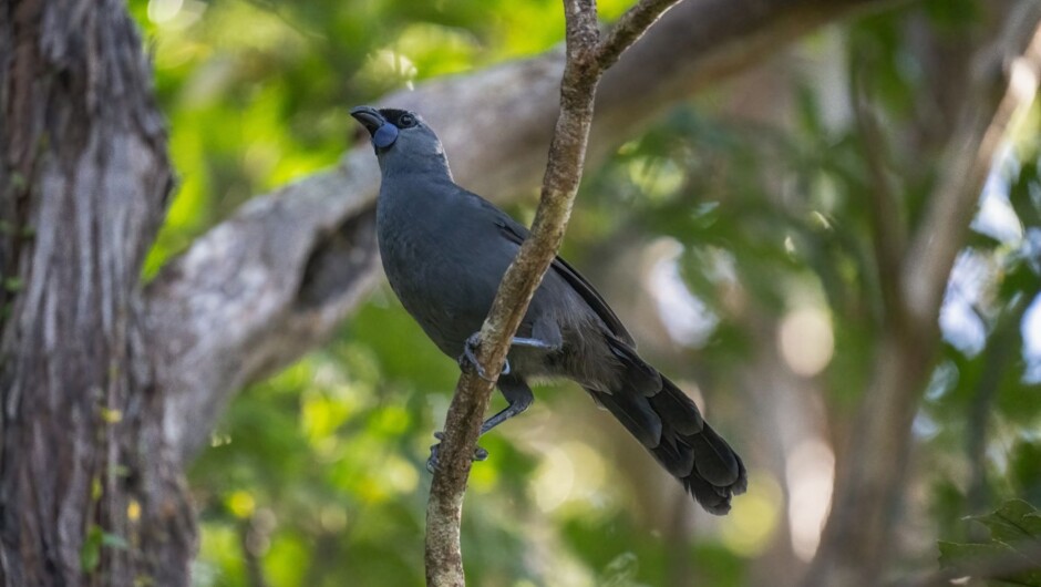 Kōkako