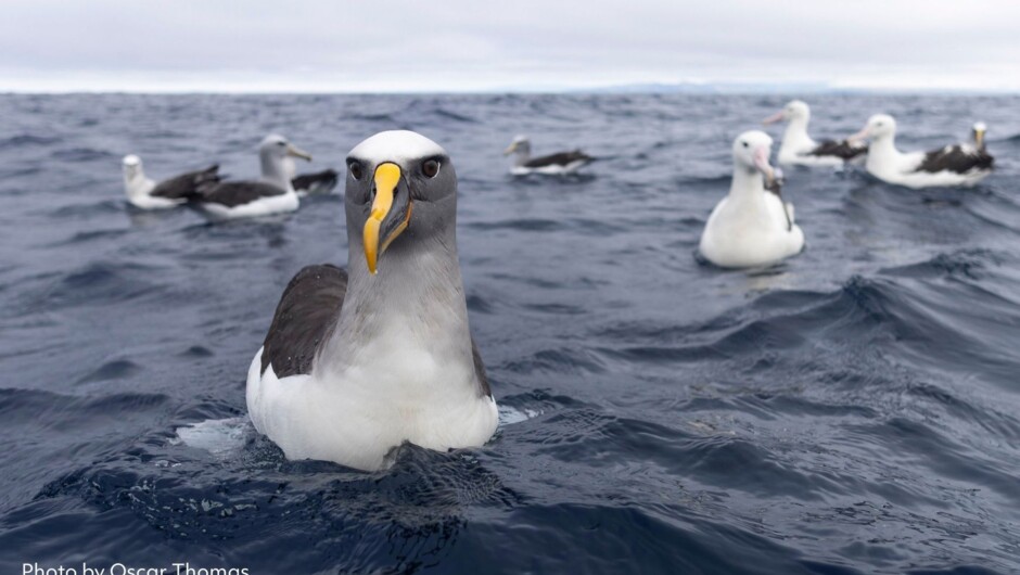Buller's Albatross