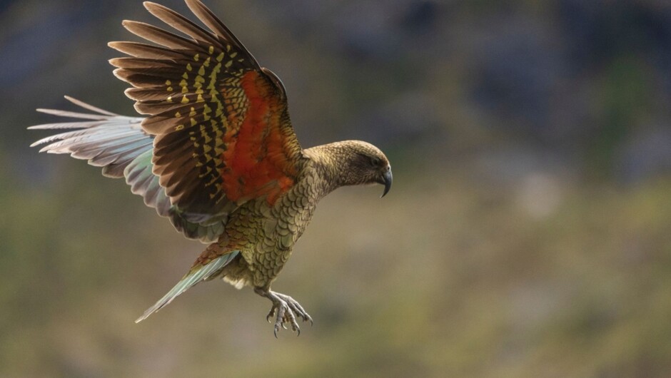 Kea