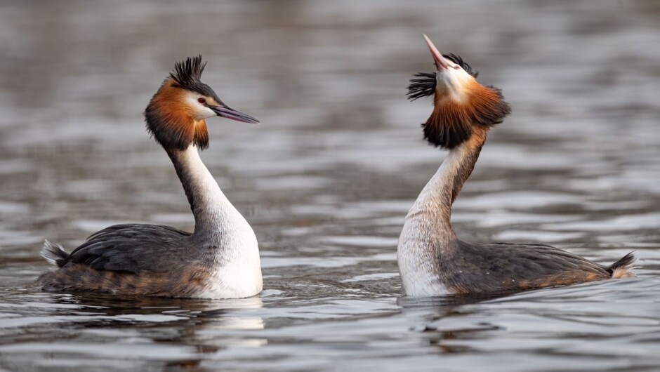 Great Crested Grebe/Pūteketeke