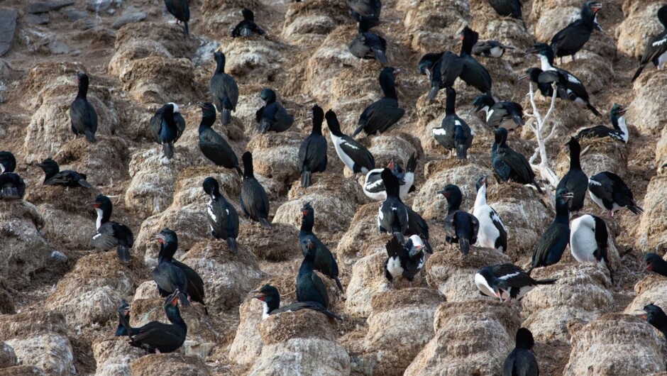 Rakiura Stewart Island Shag/Matapo
