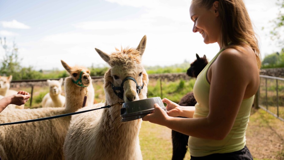 Alpaca Feeding at Alpaca Walks NZ
