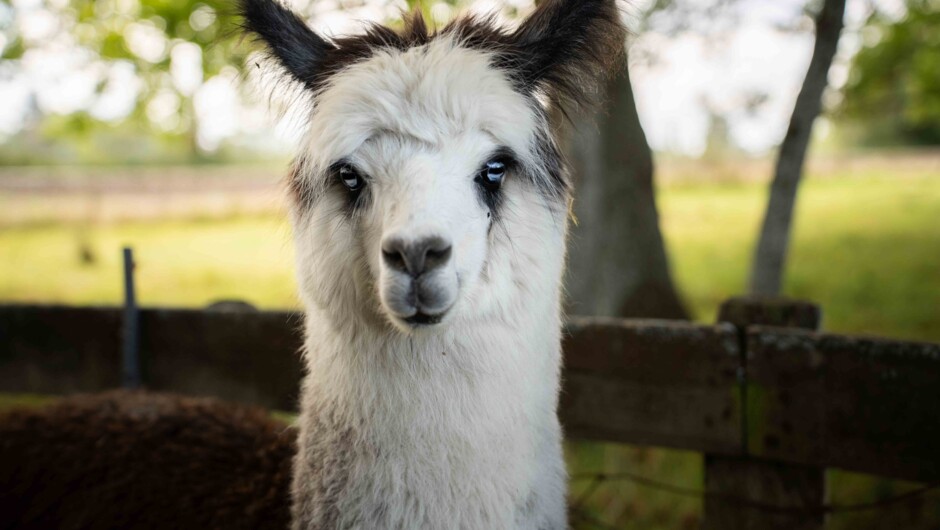 Alpaca at Alpaca Walks NZ
