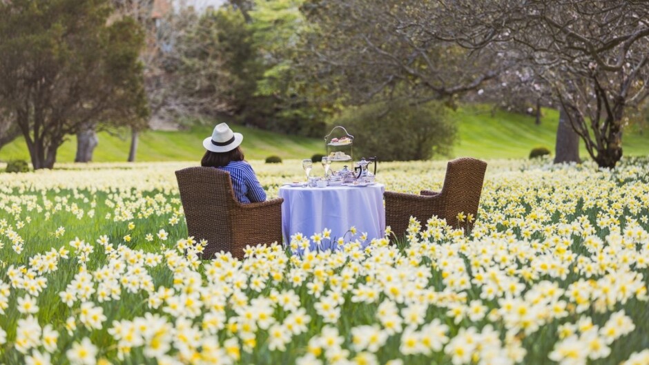 Soak up the beauty of 100 year old roses, 110 species of trees, and 5 acres of daffodils in bloom every spring.