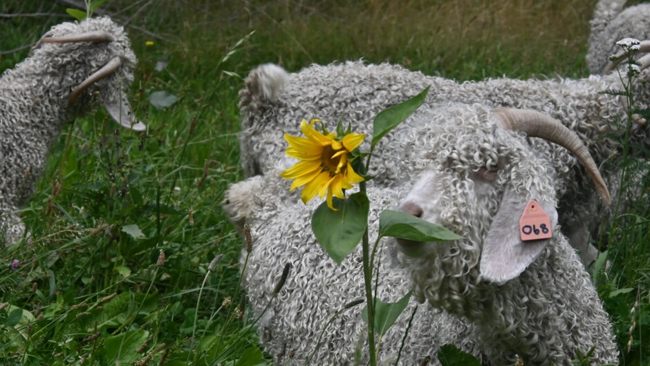 Angora Doe and Sunflower