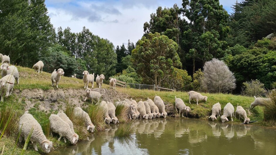 Young Angora Does having a drink