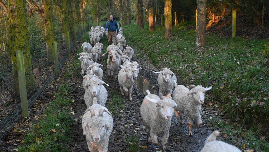 Beauties and the Beast - Angora does and their buck on the way to the yards