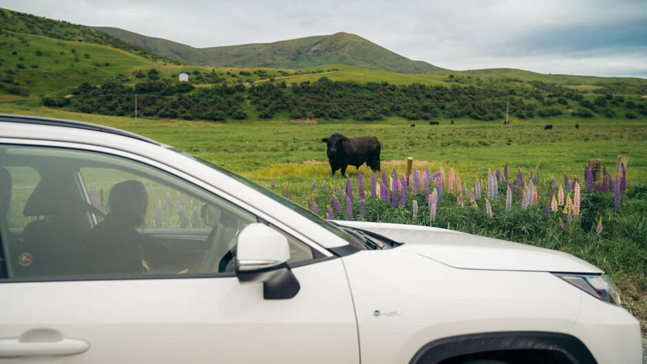 Start your adventure with Ezi.