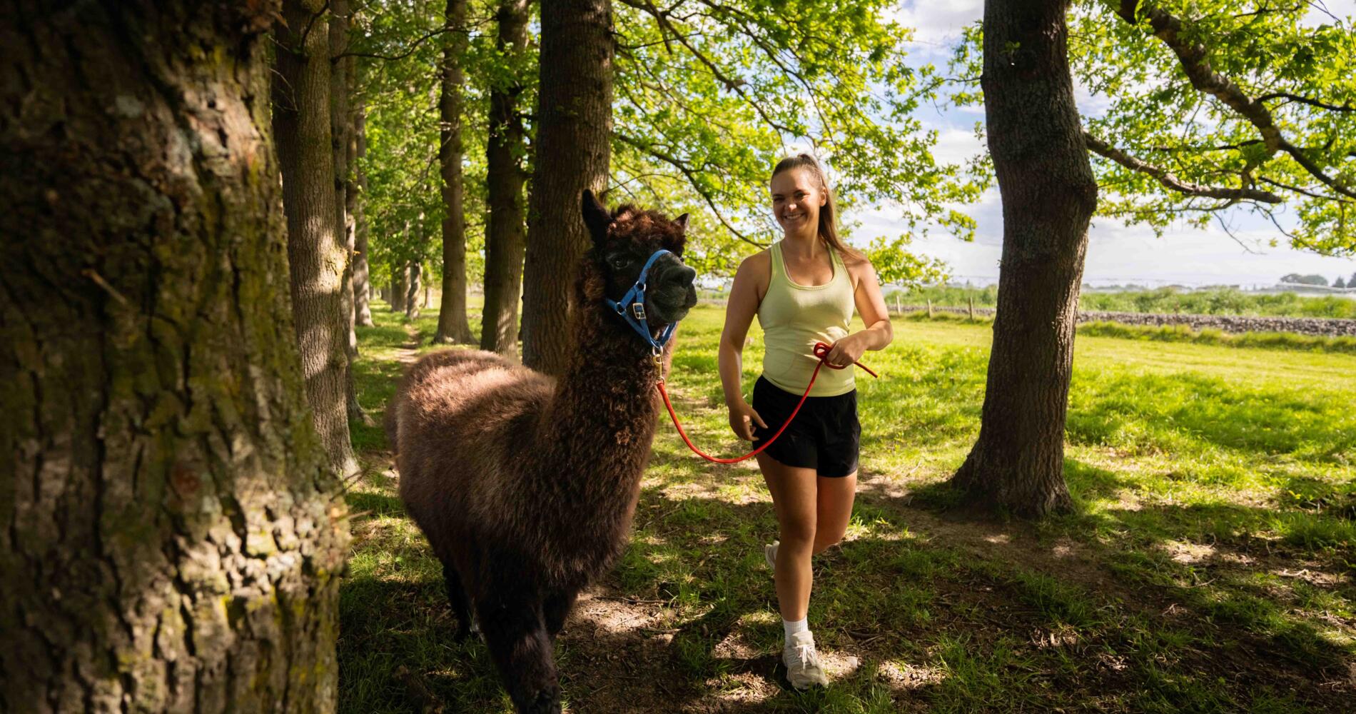 Alpaca Walking Tour | Activities & Day Trips in Christchurch ...