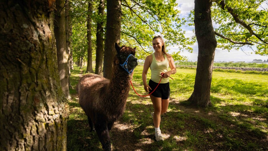 Guiding alpaca at Alpaca Walks NZ